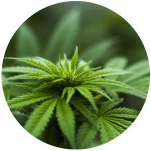 Hemp Seed (Cannabis sativa) Carrier Oil - Cold-pressed